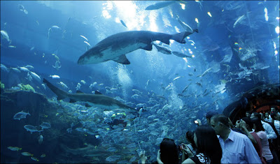 Dubai Mall Aquarium Crack