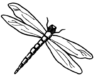 Easy Dragonfly Drawings