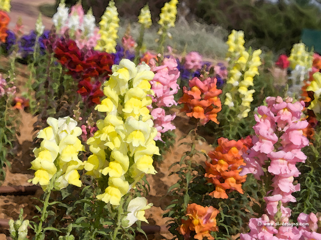 Free Desktop Wallpaper Flowers