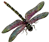 Free Dragonfly Clipart Images