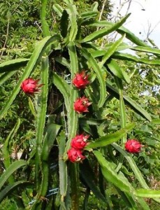 How To Make Dragon Fruit Flower
