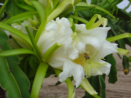 How To Make Dragon Fruit Flower