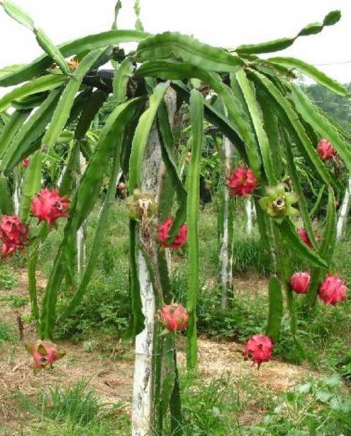 How To Make Dragon Fruit Flower
