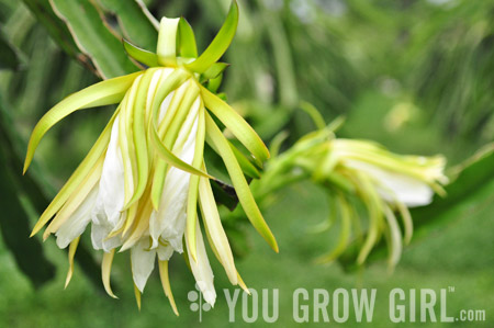 How To Make Dragon Fruit Flower