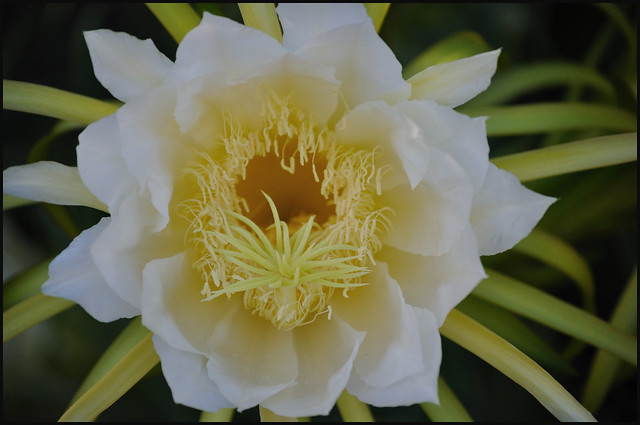 How To Make Dragon Fruit Flower