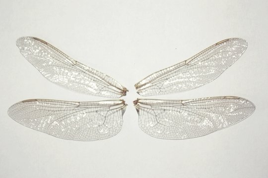 How To Make Dragonfly Wings