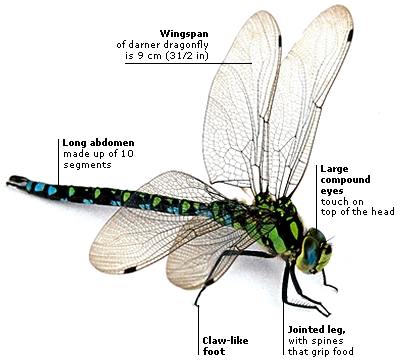 How To Make Dragonfly Wings