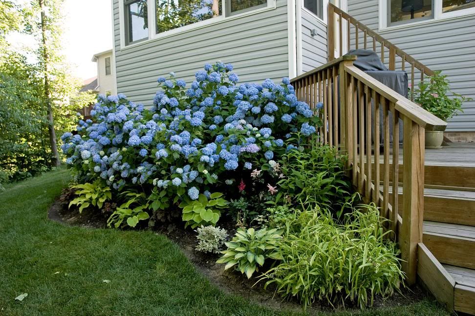 Strawberry Vanilla Hydrangea