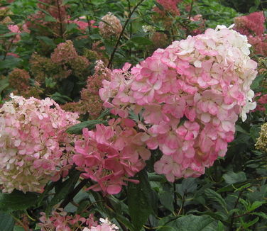 Strawberry Vanilla Hydrangea