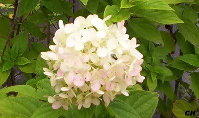 Strawberry Vanilla Hydrangea Care