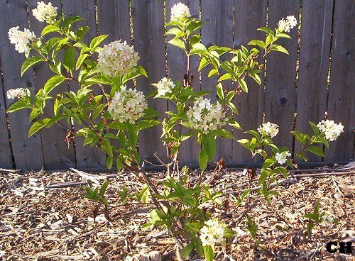 Strawberry Vanilla Hydrangea Care